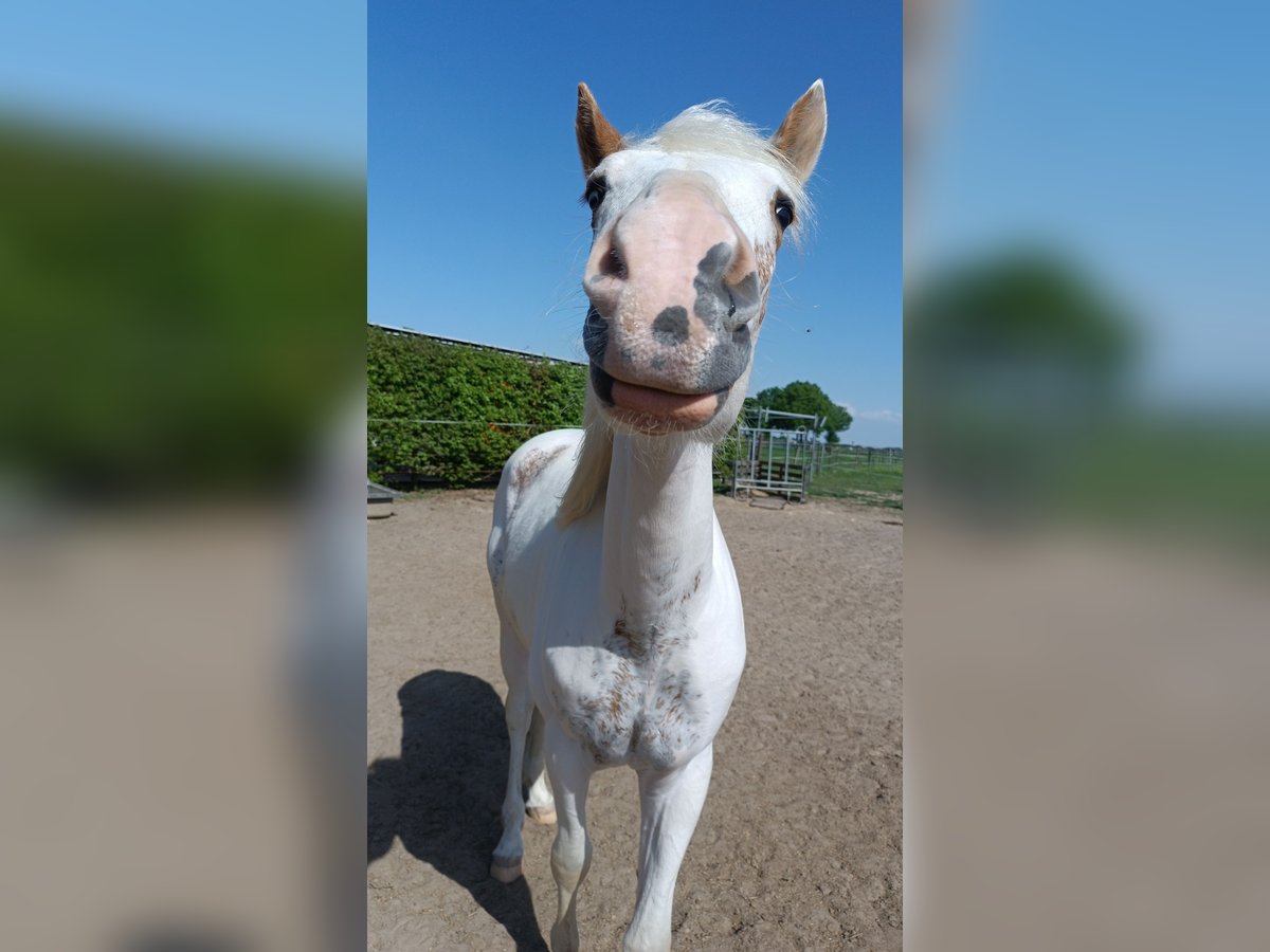 Paint Horse Gelding 2 years 14,2 hh Pinto in H&#xFC;ckelhoven