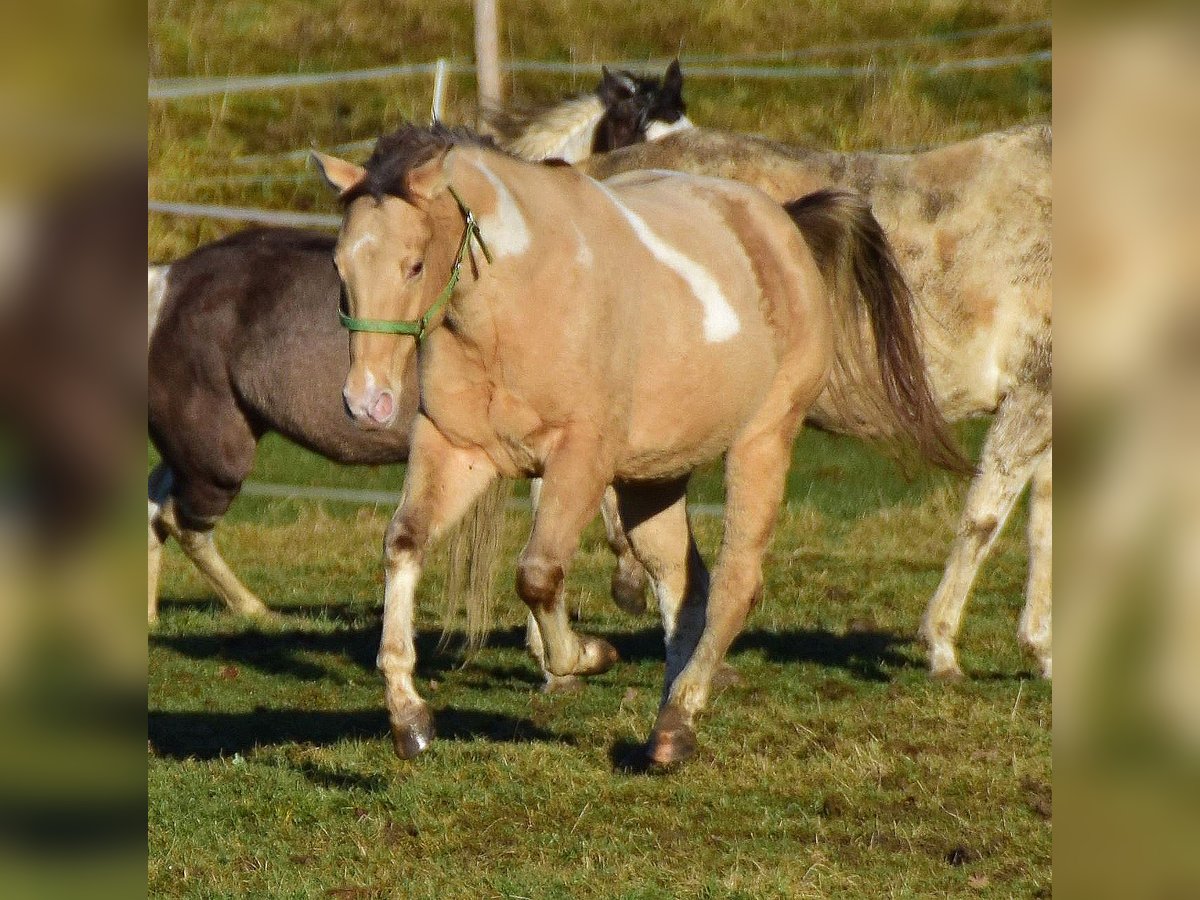 Paint Horse Gelding 2 years 15,1 hh Champagne in Buchbach