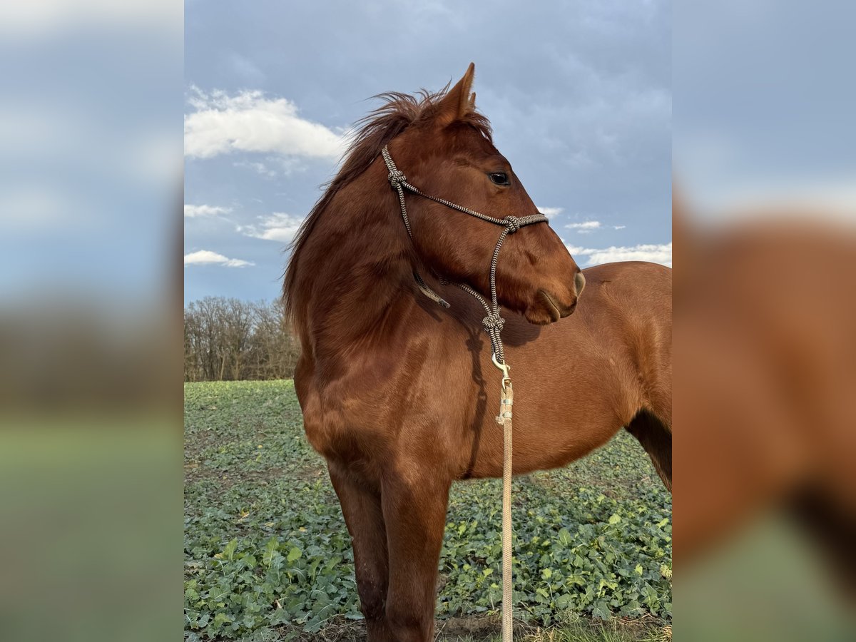 Paint Horse Gelding 2 years 15,1 hh Chestnut-Red in Büttelborn Paint Horse Gelding 2 years 15,1 hh Chestnut-Red in Büttelborn