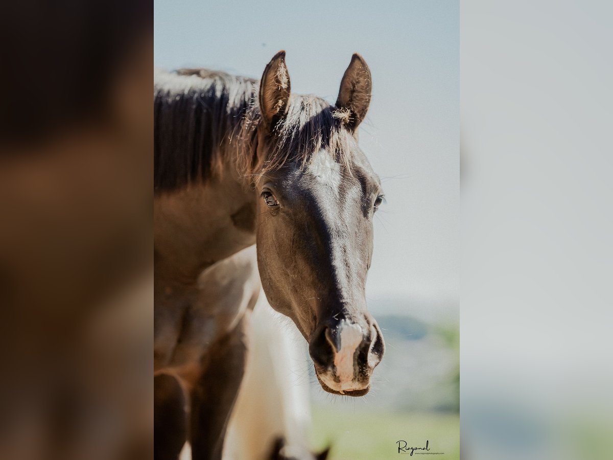 Paint Horse Gelding 2 years Black in Gschwandt