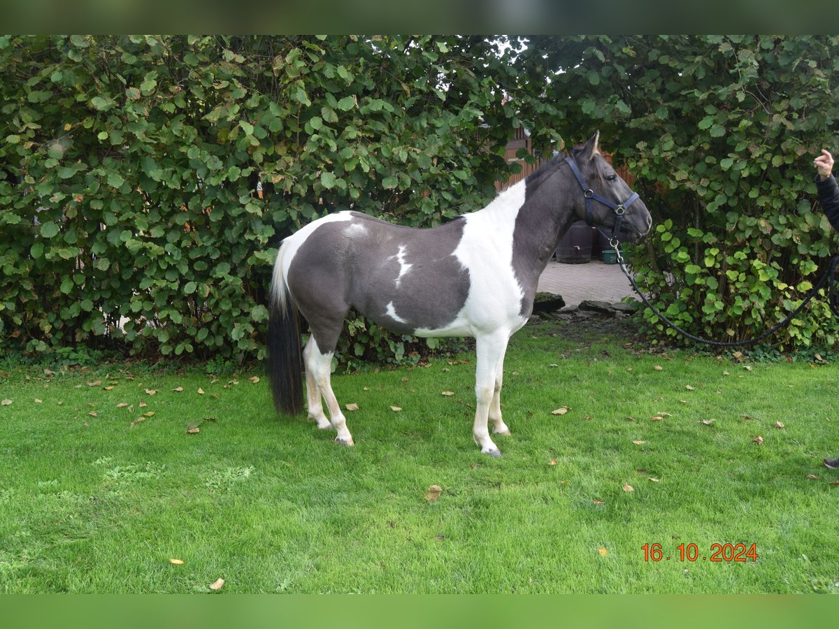 Paint Horse Gelding 3 years 14,1 hh Grullo in Ahorn