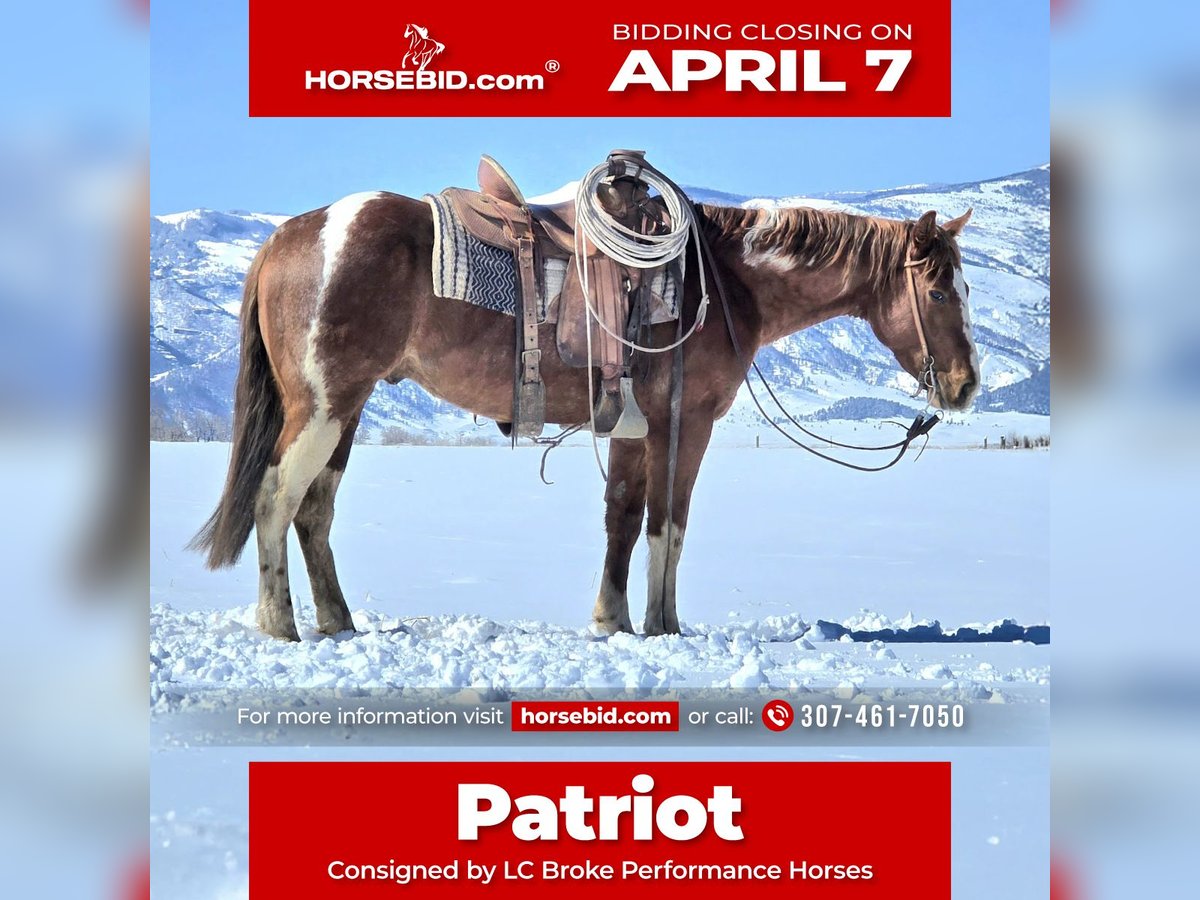 Paint Horse Gelding 3 years 14,3 hh Tobiano-all-colors in Ranchester, WY