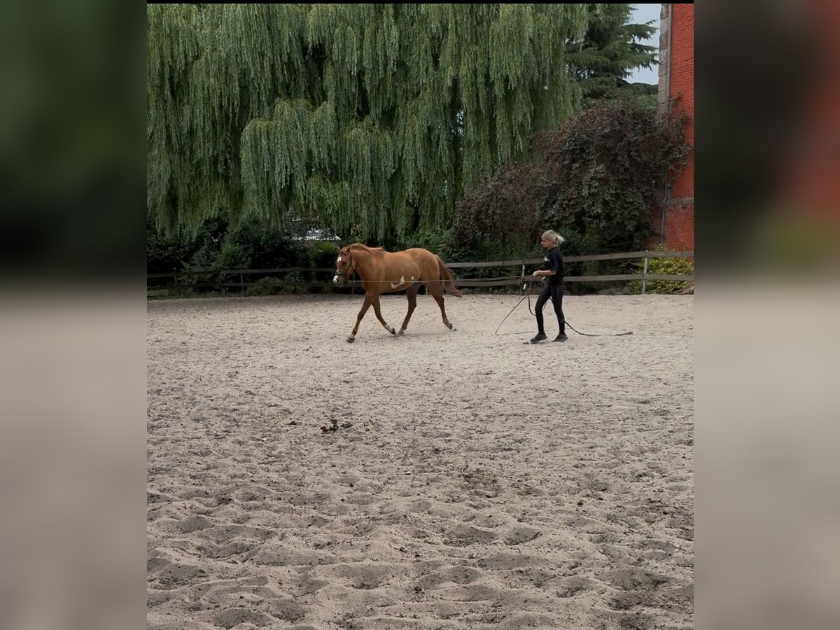 Paint Horse Gelding 3 years 15 hh Red Dun in Heerlen