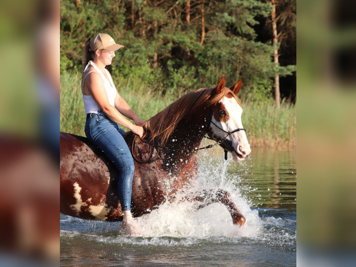 Paint Horse Mix Gelding 3 years 15,1 hh Overo-all-colors in Oberlangen