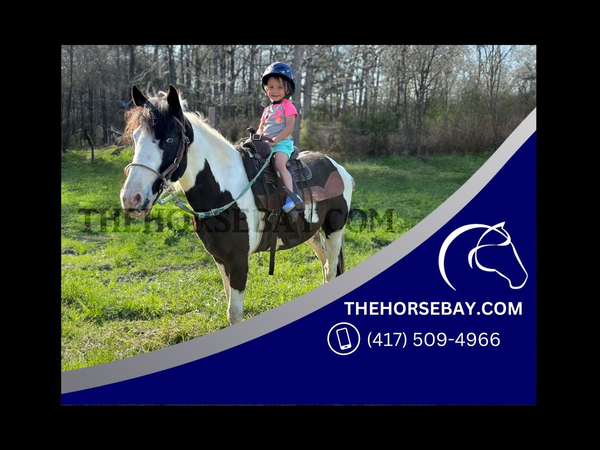 Paint Horse Gelding 4 years 13,3 hh Tobiano-all-colors in Rocky Mount, NC