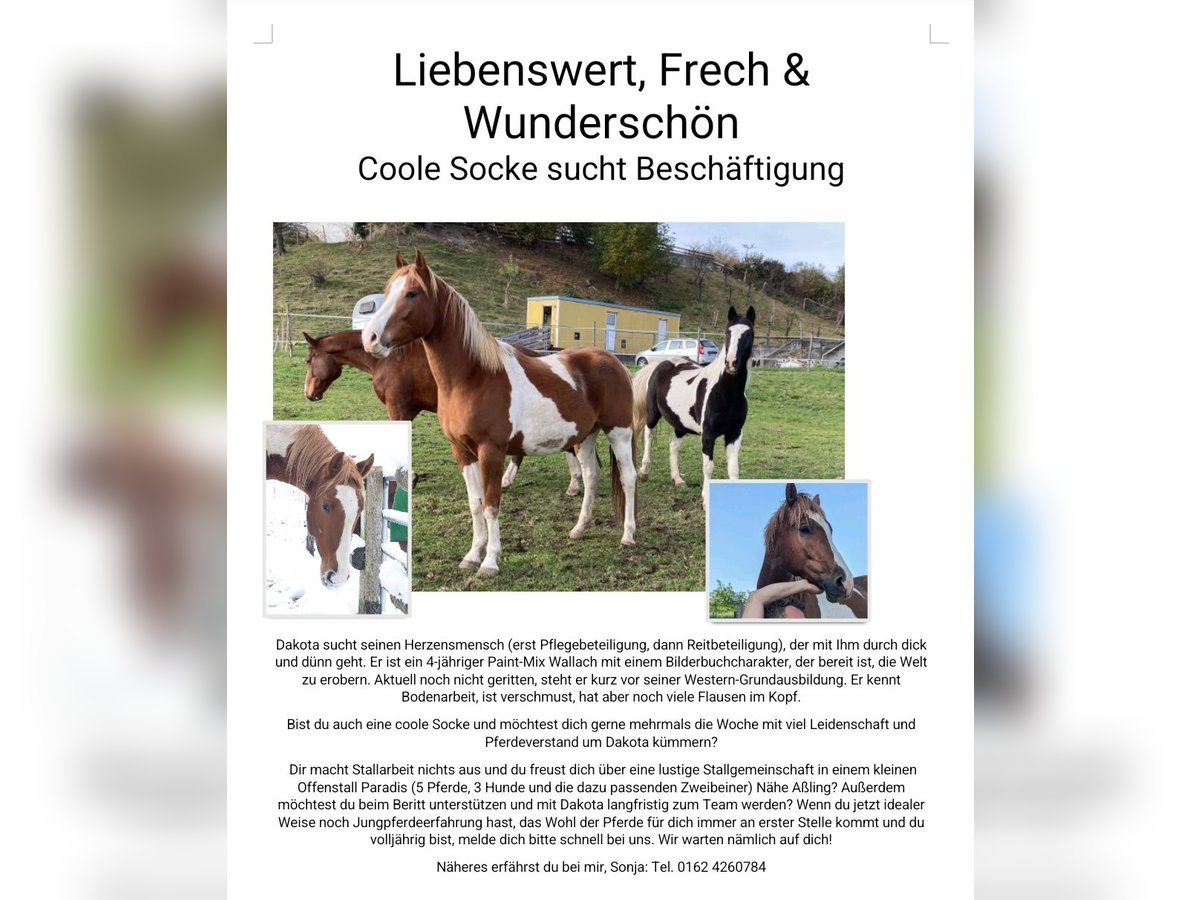 Paint Horse Mix Gelding 4 years 15,1 hh Pinto in Aßling