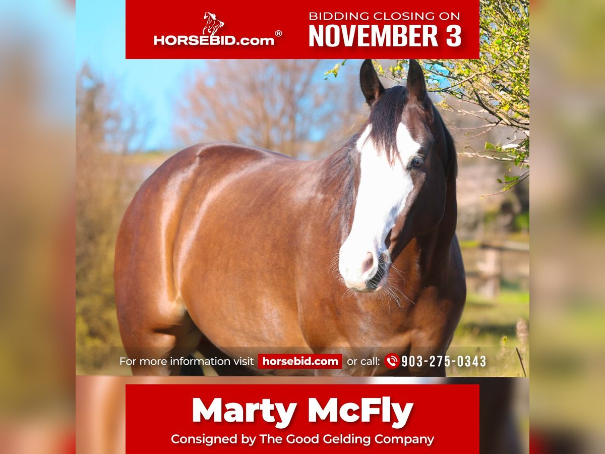 Paint Horse Gelding 4 years 15 hh Bay in Athens Paint Horse Gelding 4 years 15 hh Bay in Athens