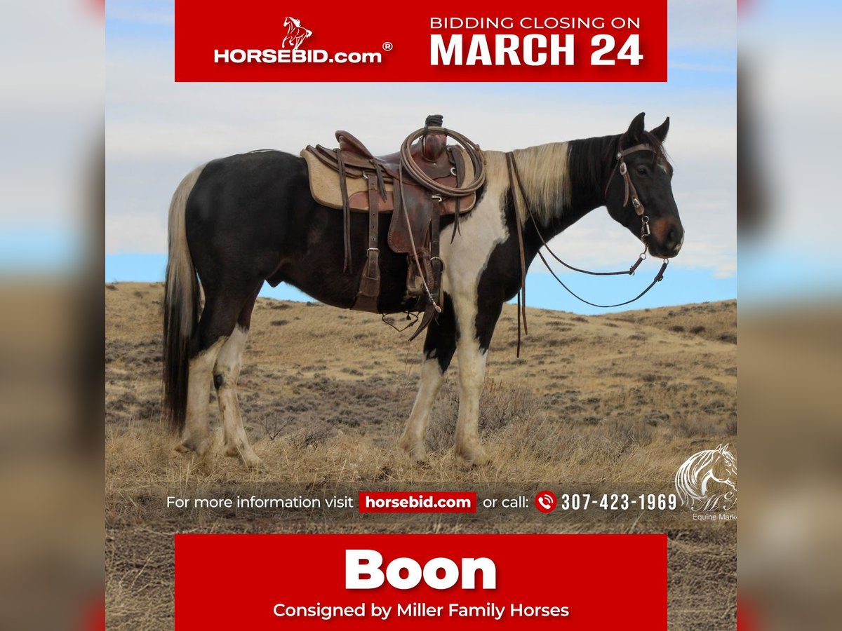 Paint Horse Gelding 4 years 15 hh Tobiano-all-colors in Ranchester, WY