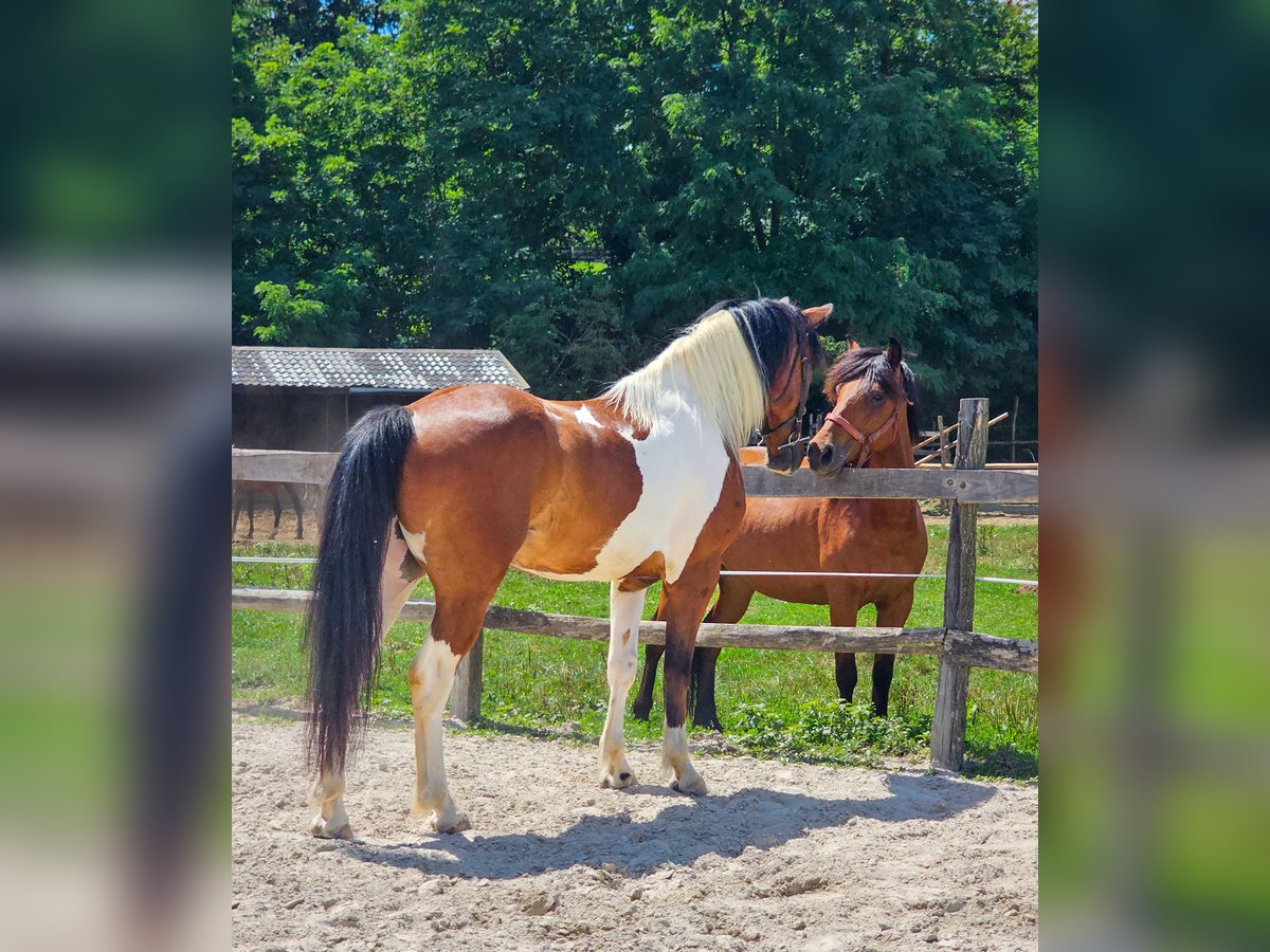 Paint Horse Mix Gelding 4 years 15,1 hh Pinto in Ptuj