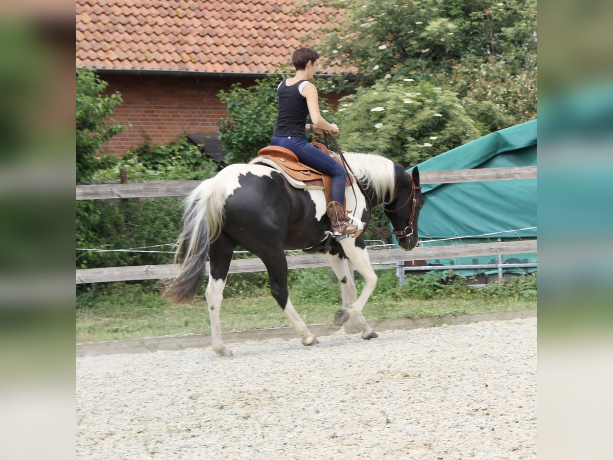 Paint Horse Gelding 4 years 15,2 hh Tobiano-all-colors in Bad Salzdetfurth