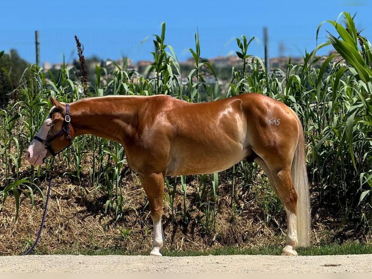 Paint Horse Gelding 4 years Palomino in San Giovanni