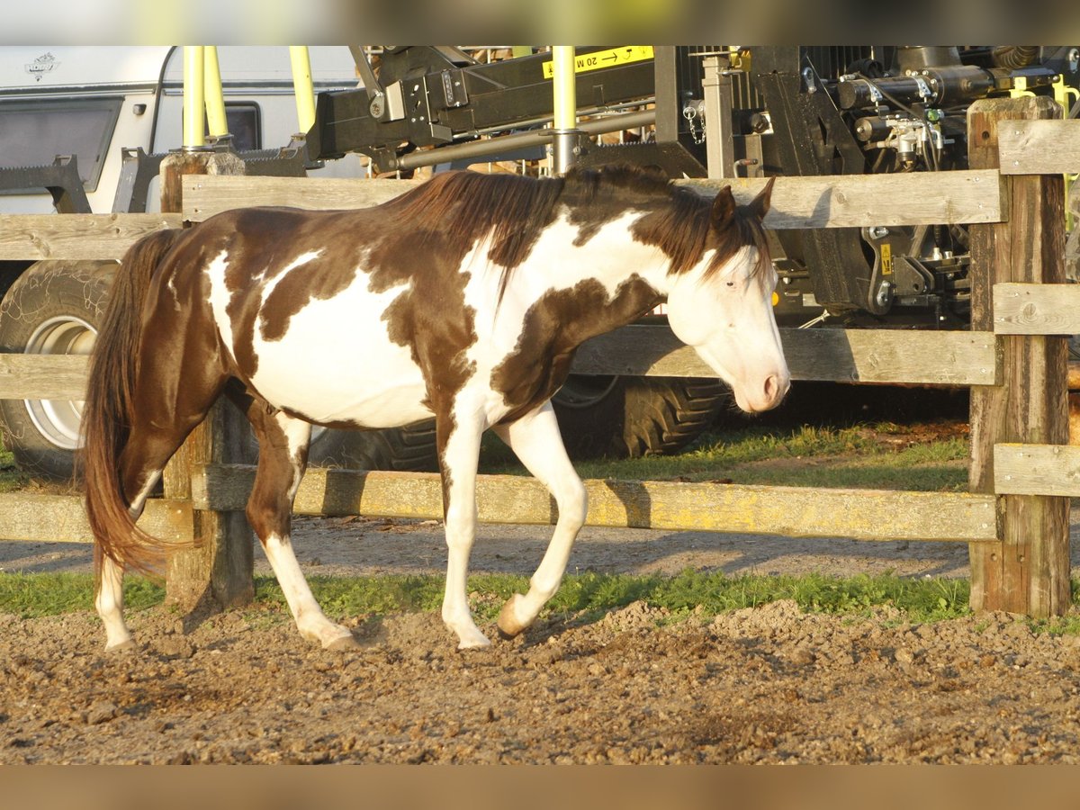 Paint Horse Gelding 5 years 14,1 hh Overo-all-colors in Warburg