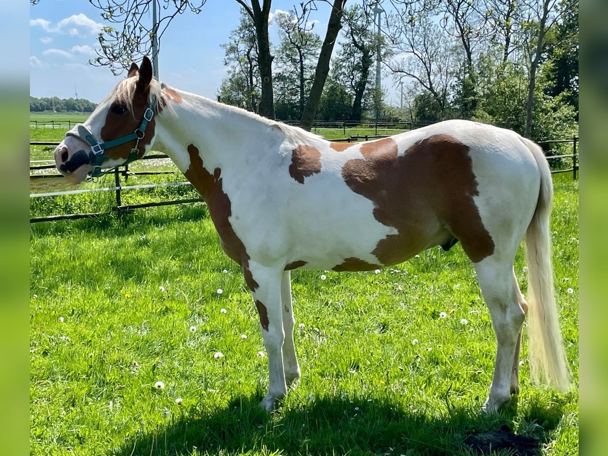 Paint Horse Gelding 5 years 14,1 hh Tobiano-all-colors in Bunde