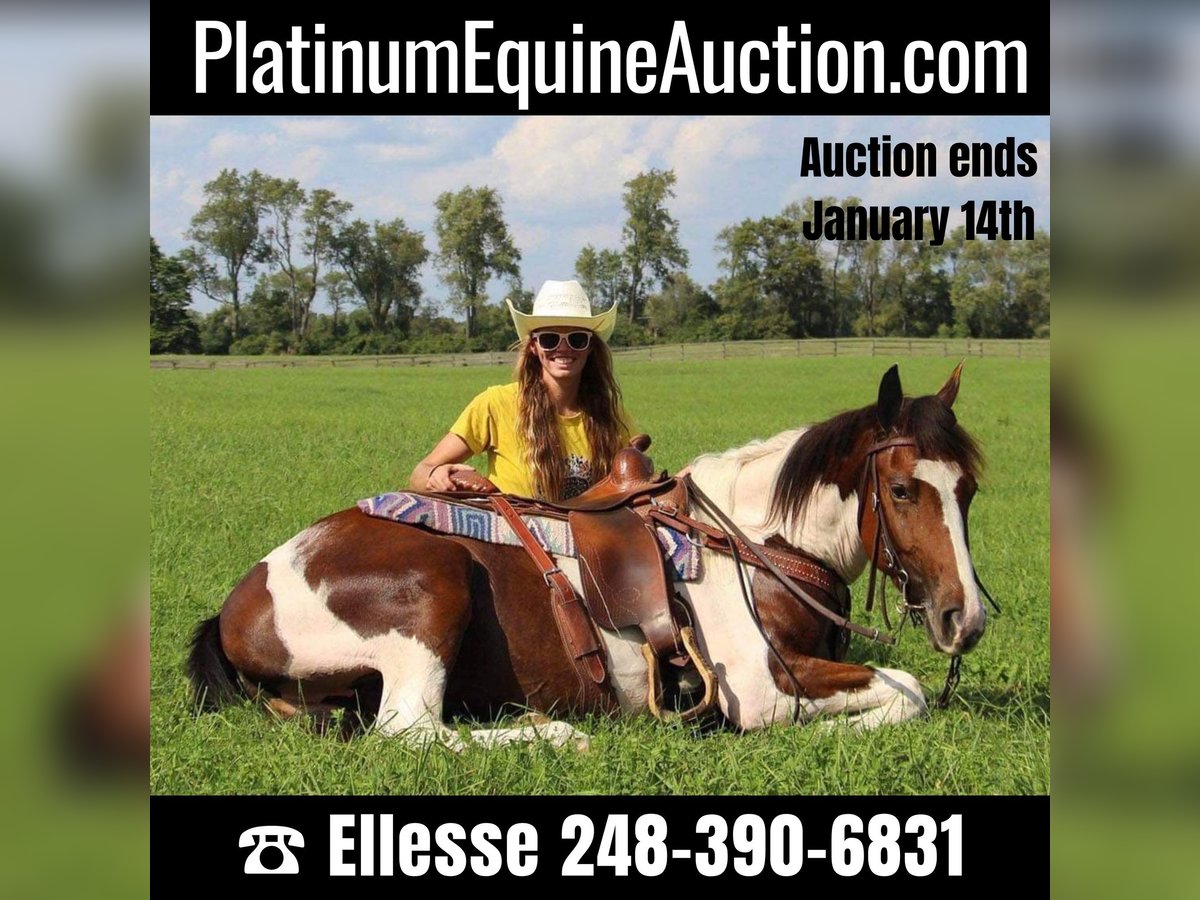 Paint Horse Gelding 5 years 14,1 hh Tobiano-all-colors in Howell MI