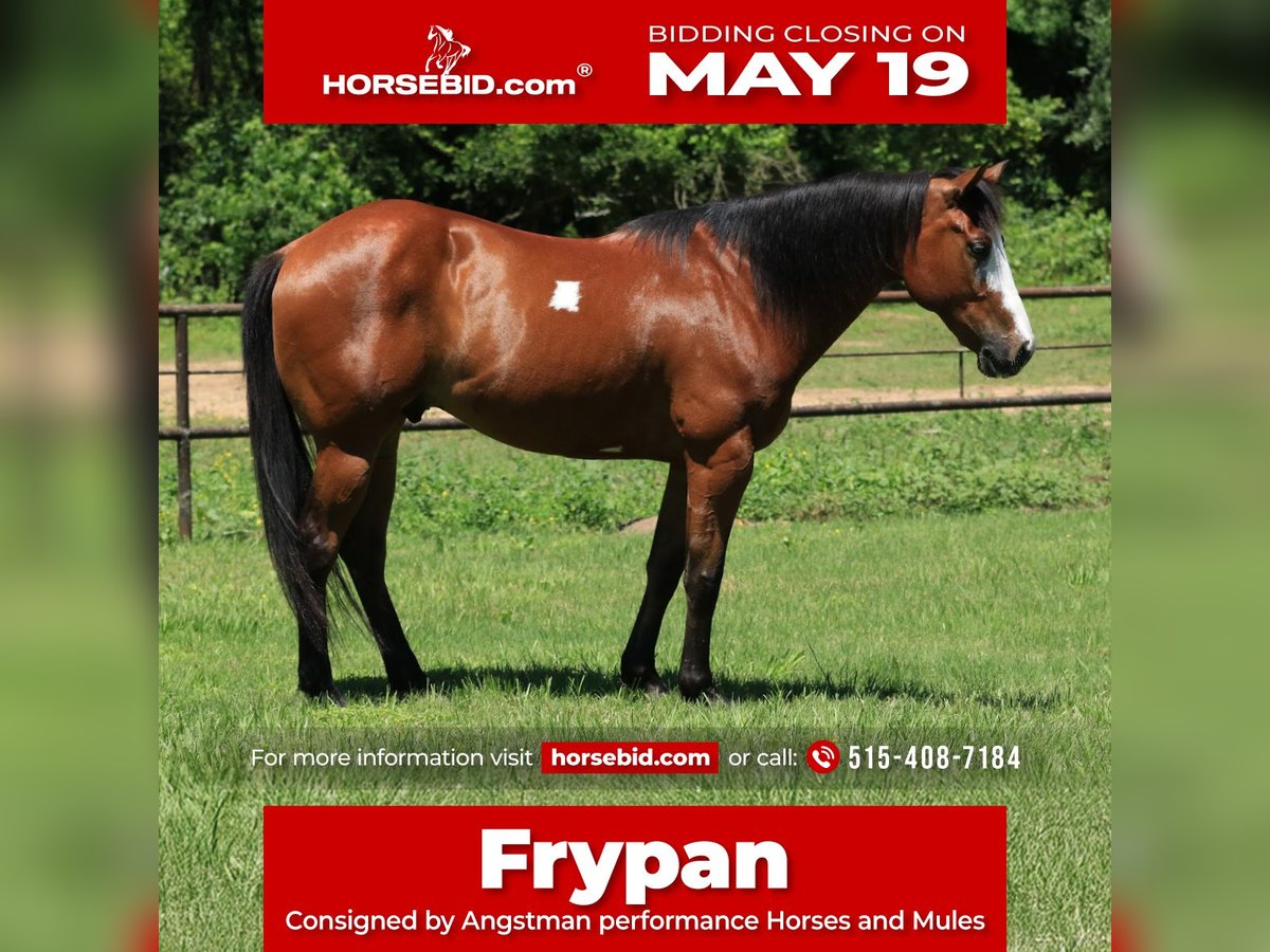 Paint Horse Gelding 5 years 14,2 hh Bay in Huntsville, TX
