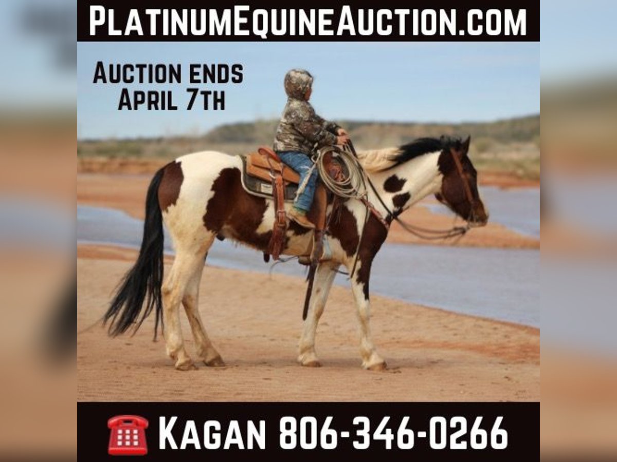 Paint Horse Gelding 5 years 15,1 hh Tobiano-all-colors in Vernon TX
