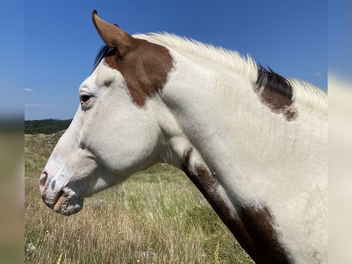 Paint Horse Gelding 6 years 14,1 hh Tobiano-all-colors in Valence