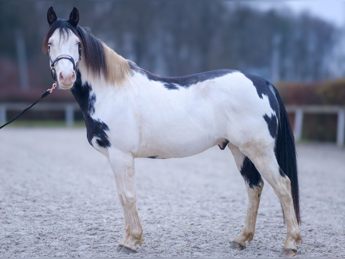 Paint Horse Gelding 6 years 14,2 hh Overo-all-colors in Neustadt (Wied)