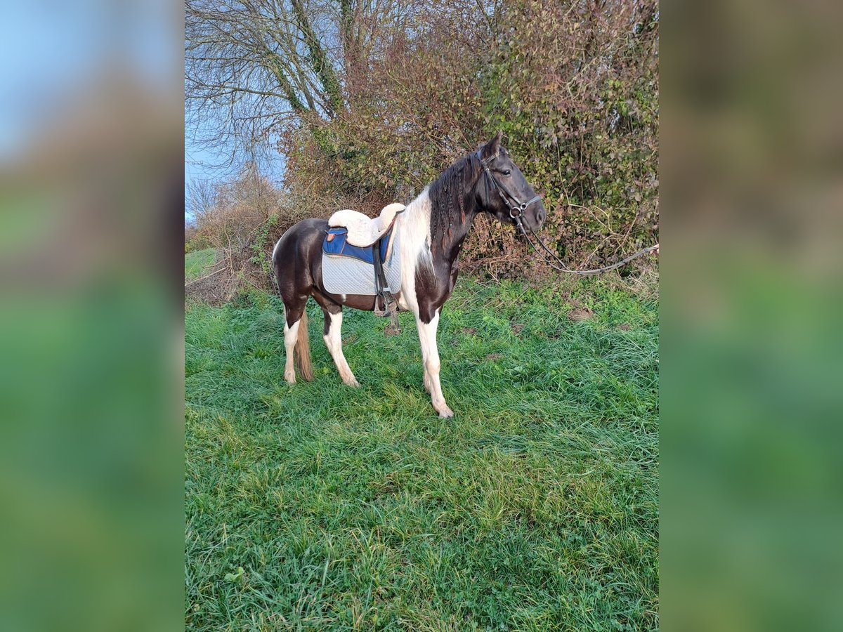 Paint Horse Gelding 6 years 14,2 hh Pinto in Remetschwil