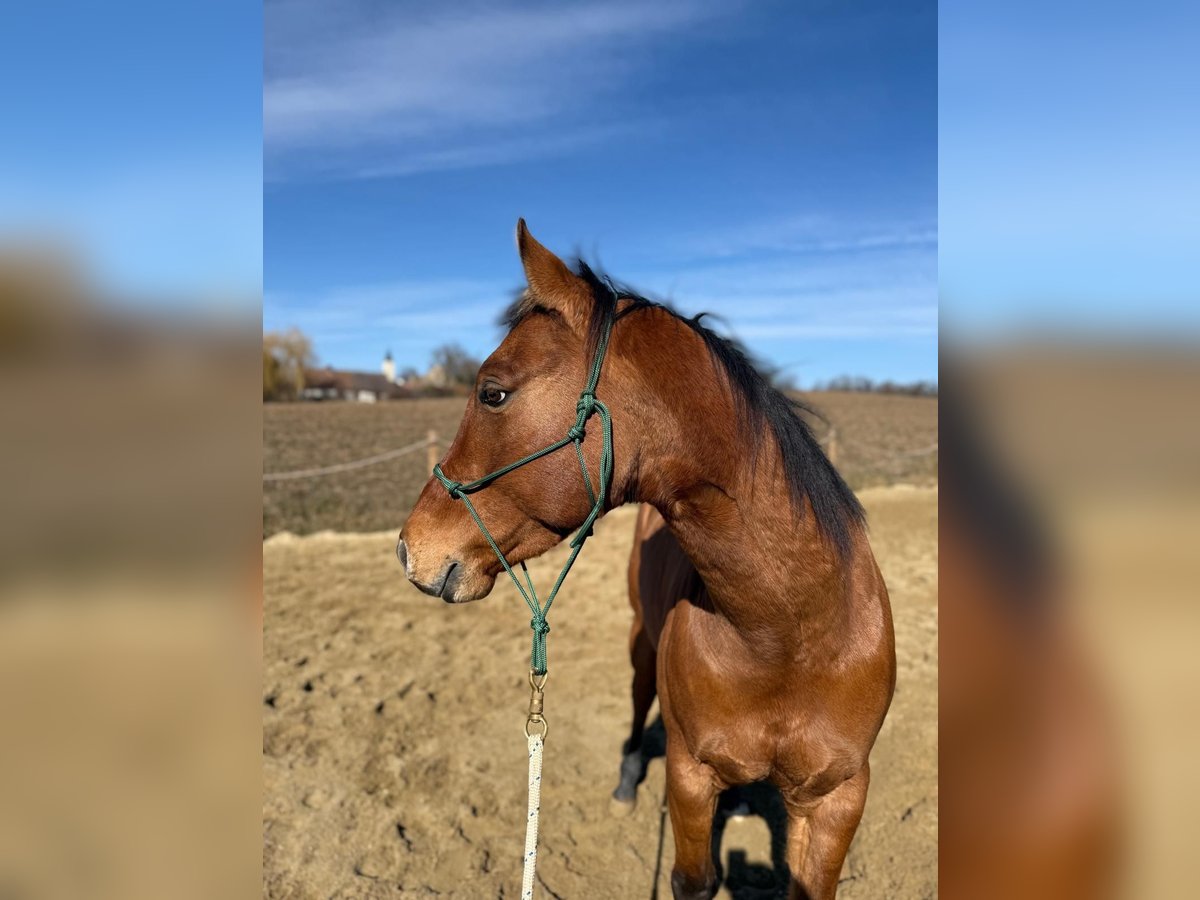 Paint Horse Gelding 6 years 14,1 hh Buckskin in Sigmundsherberg