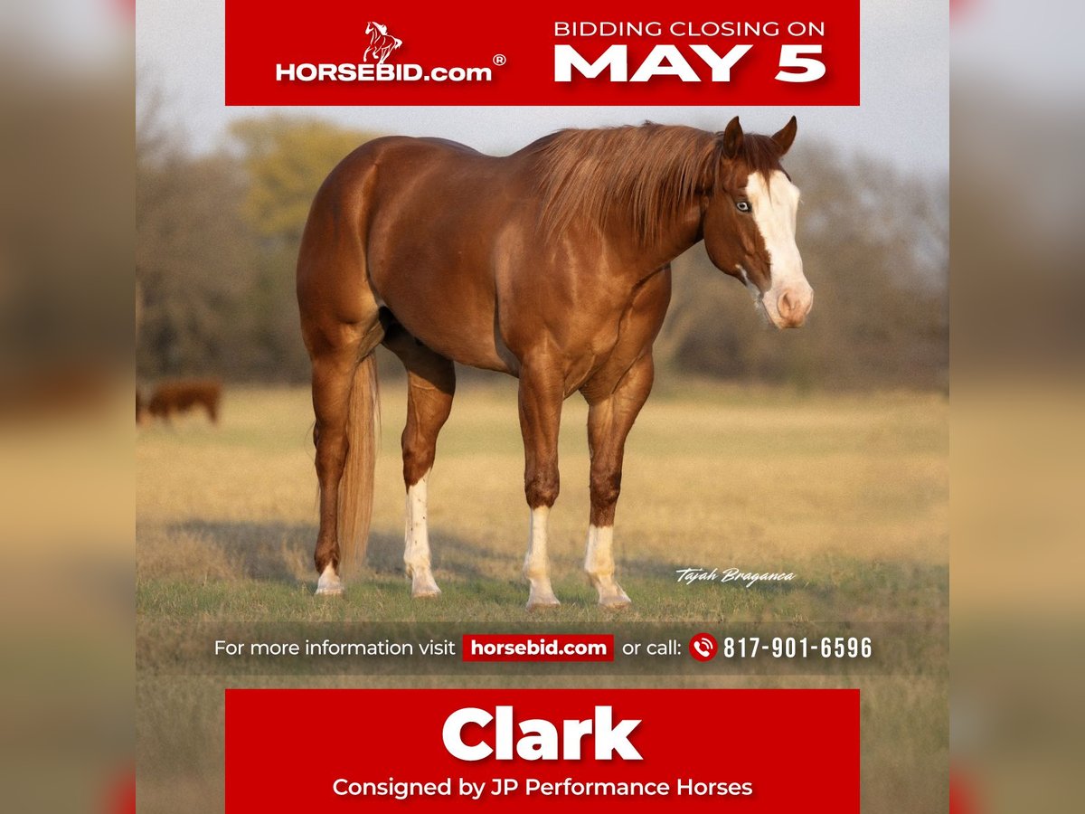 Paint Horse Gelding 6 years 15,1 hh Sorrel in Weatherford, TX
