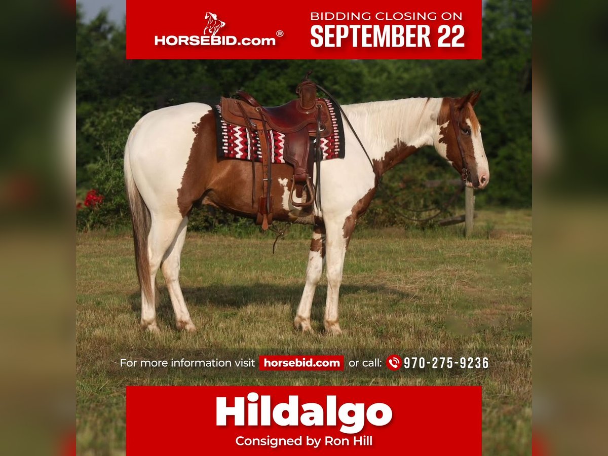 Paint Horse Gelding 6 years 15 hh Pinto in Mount Vernon