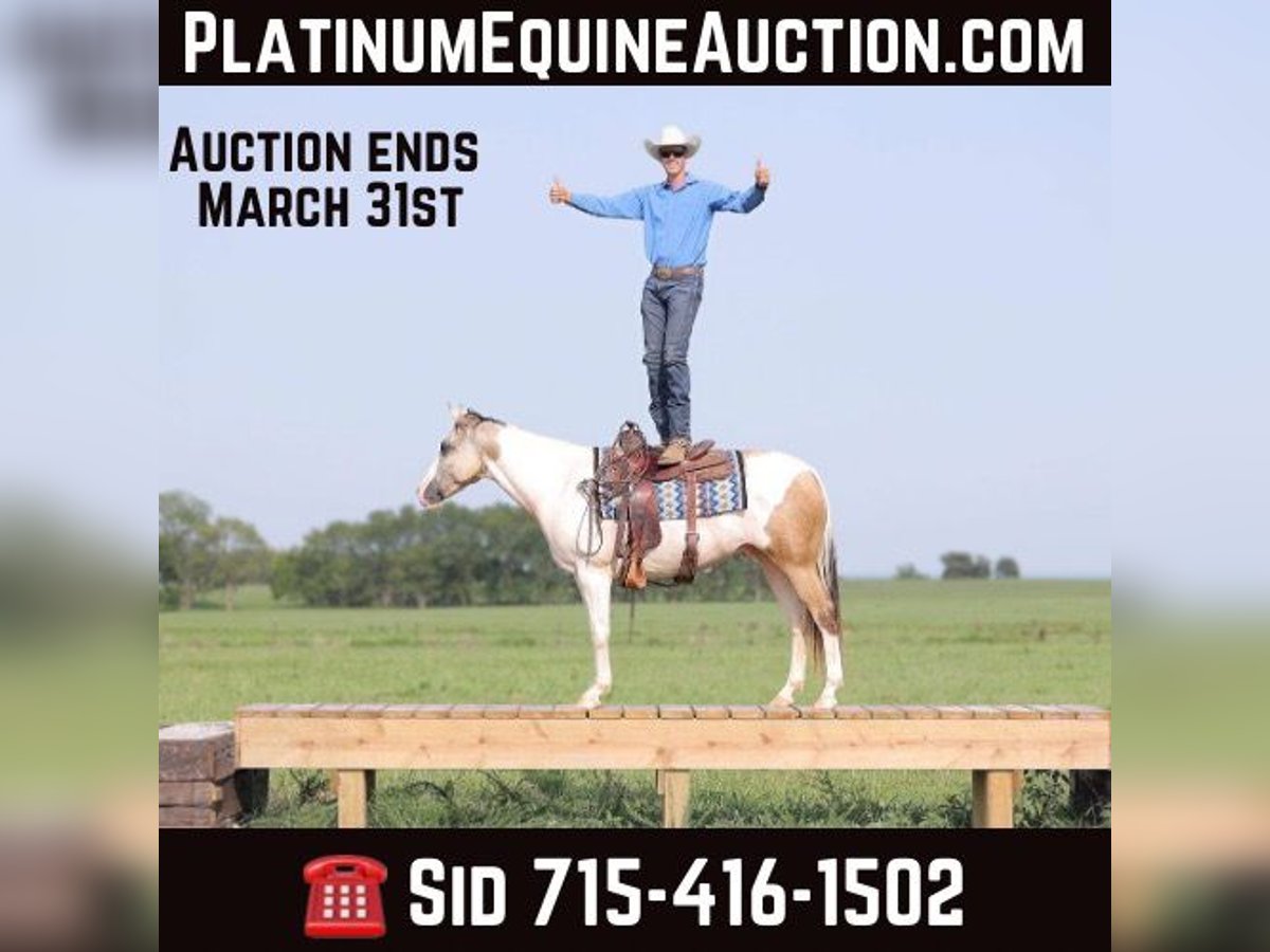 Paint Horse Gelding 6 years 15 hh Tobiano-all-colors in Adair OK