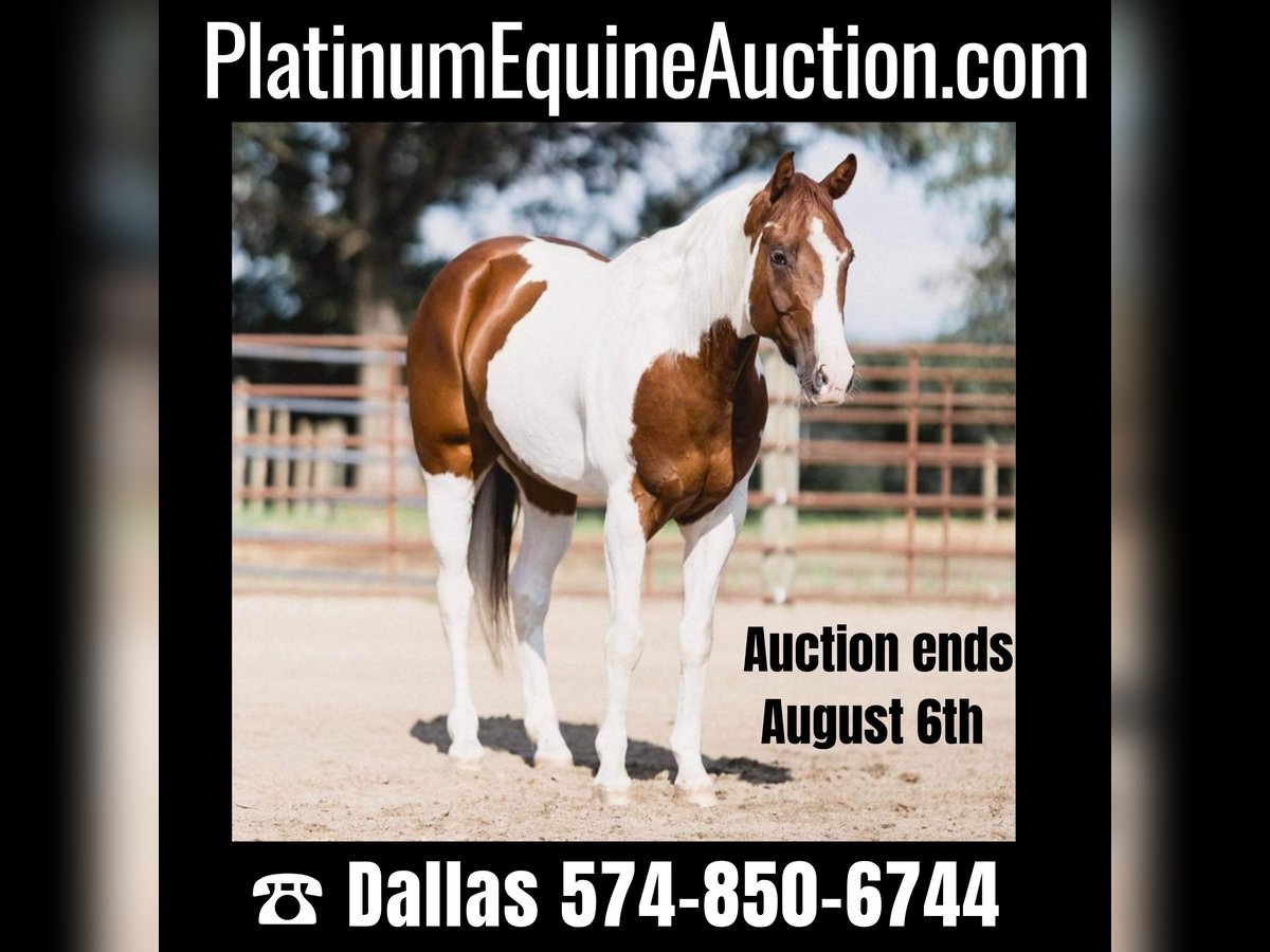 Paint Horse Gelding 6 years 15 hh Tobiano-all-colors in North Judson IN