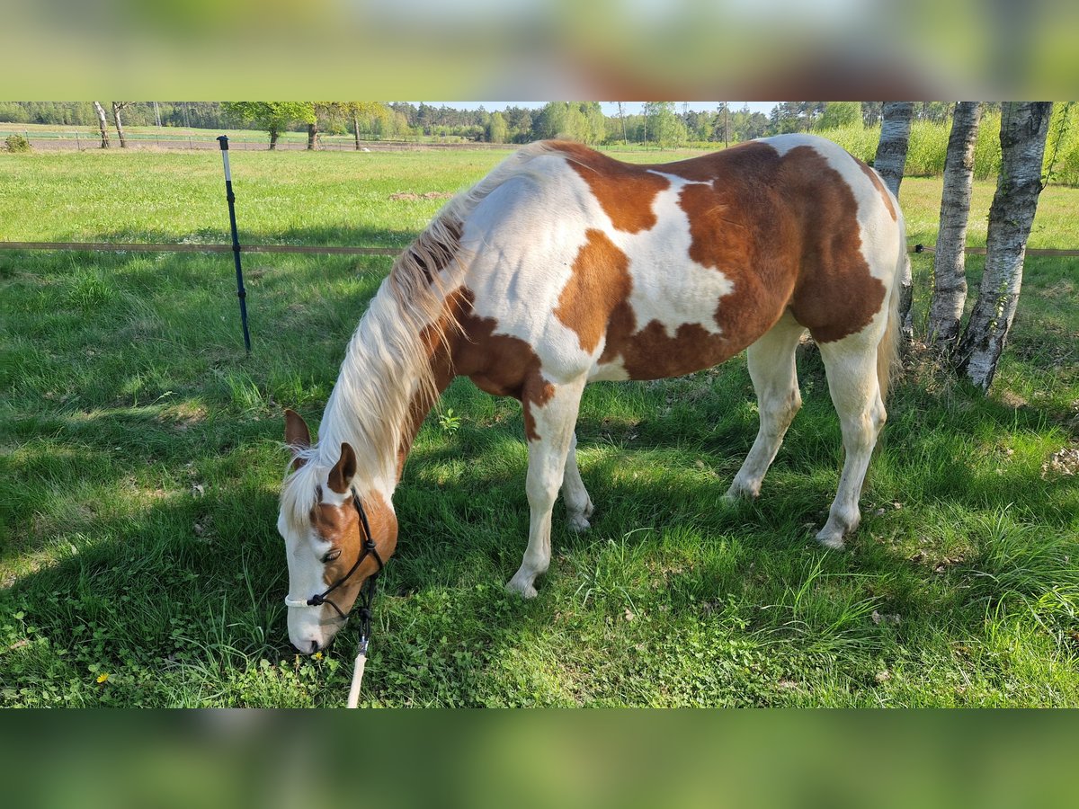 Paint Horse Gelding 6 years 15 hh Tovero-all-colors in Celle