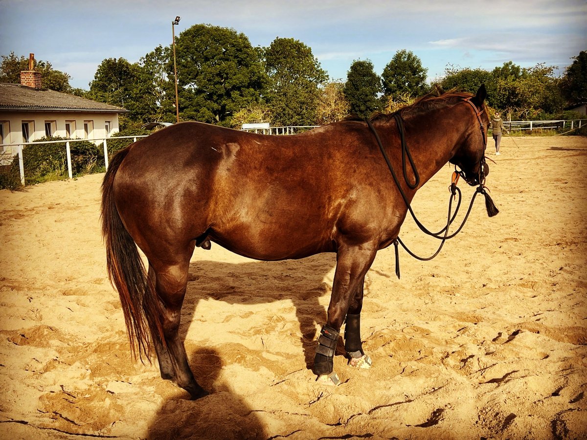 Paint Horse Gelding 6 years 15,1 hh Smoky-Black in Leipzig
