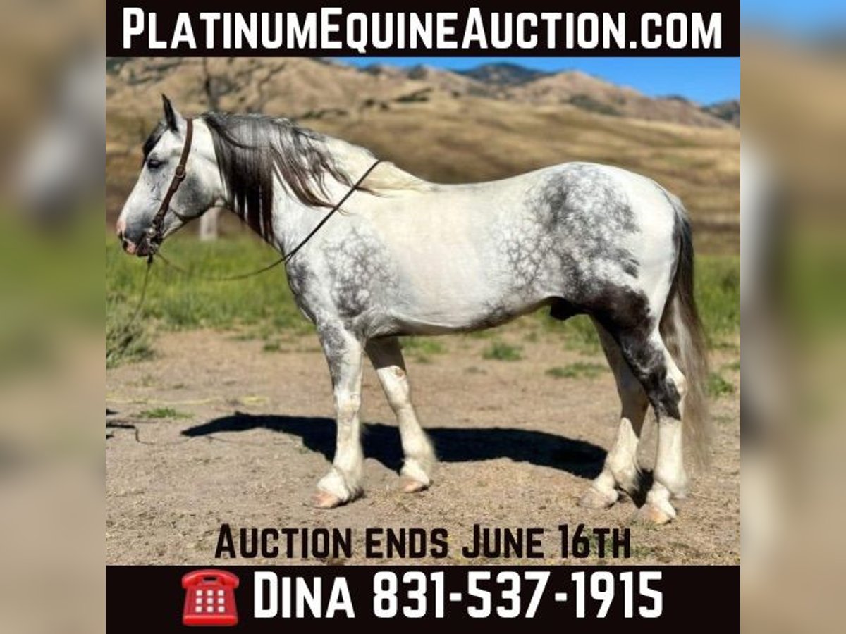 Paint Horse Gelding 6 years 15,2 hh Grey in Paicines CA