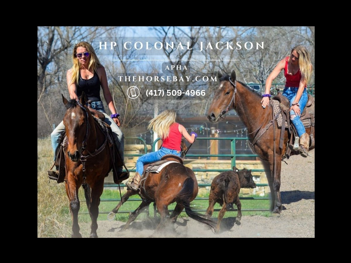 Paint Horse Gelding 6 years Bay in Fort Collins, CO