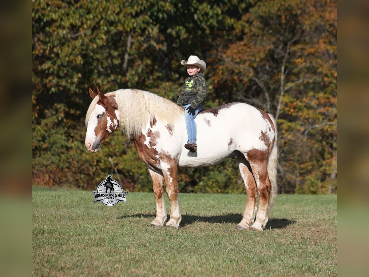 Paint Horse Gelding 6 years Overo-all-colors in Mount Vernon, KY