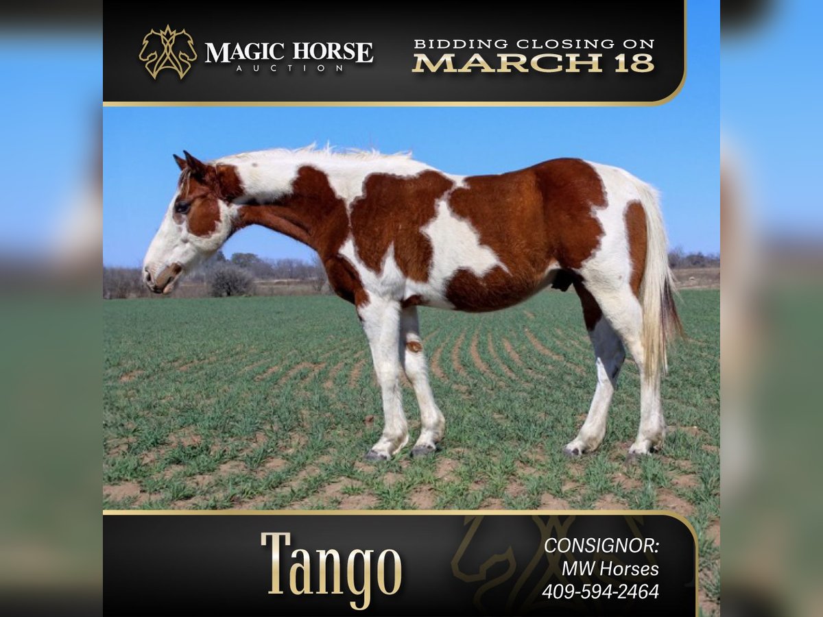 Paint Horse Gelding 7 years 13 hh Tobiano-all-colors in Mullin