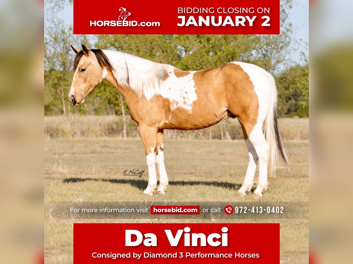 Paint Horse Gelding 7 years 14,2 hh Buckskin in Ravenna, TX
