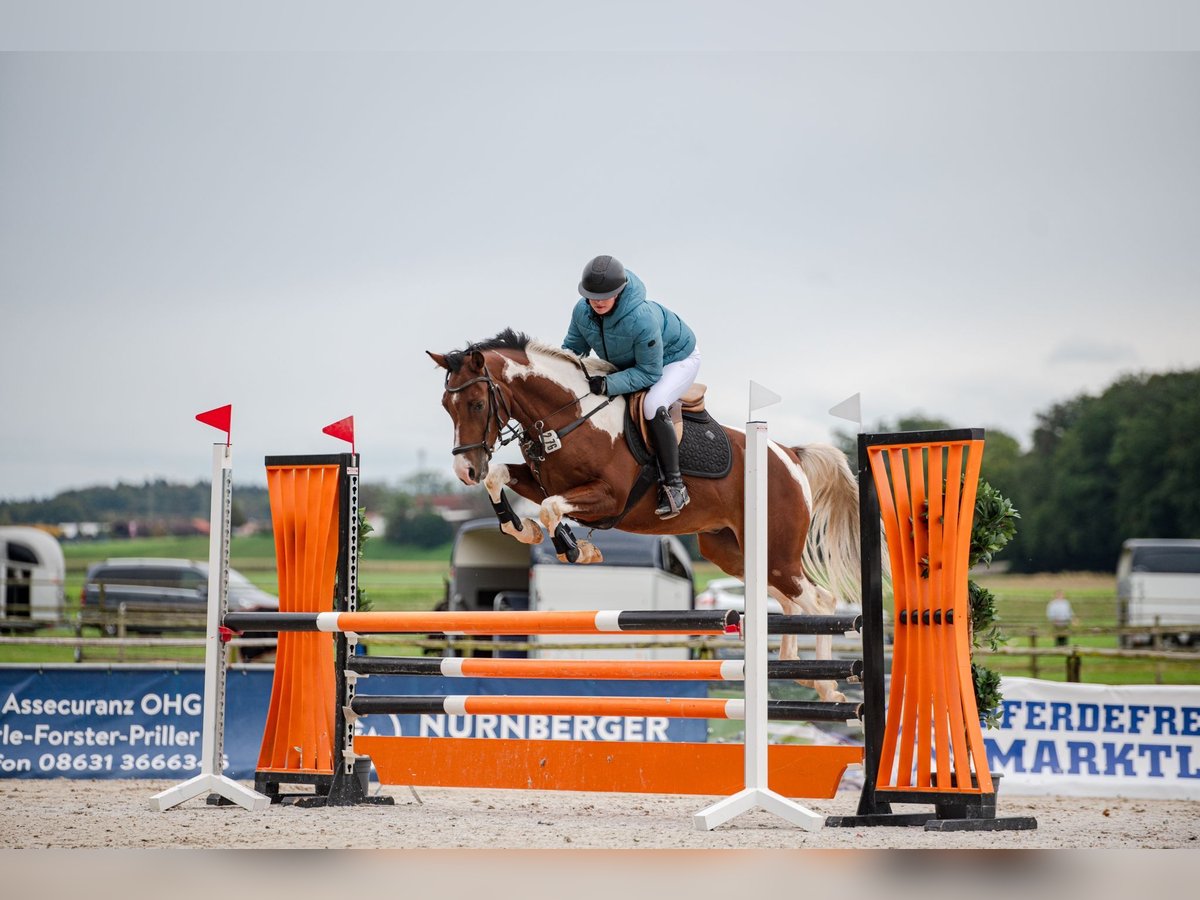 Paint Horse Gelding 7 years 14,2 hh Pinto in Altötting