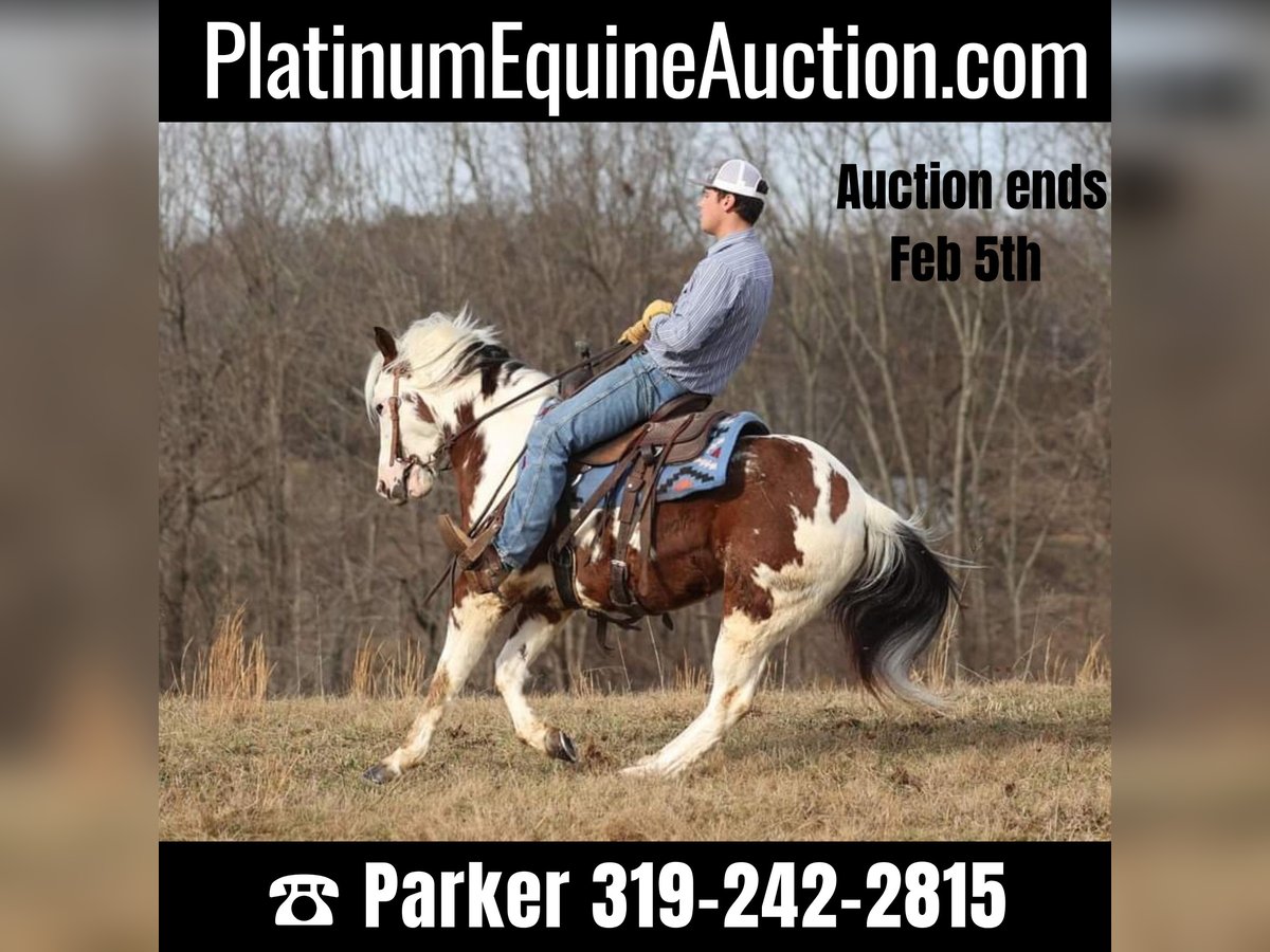 Paint Horse Gelding 7 years 14,2 hh Tobiano-all-colors in Brodhead Ky