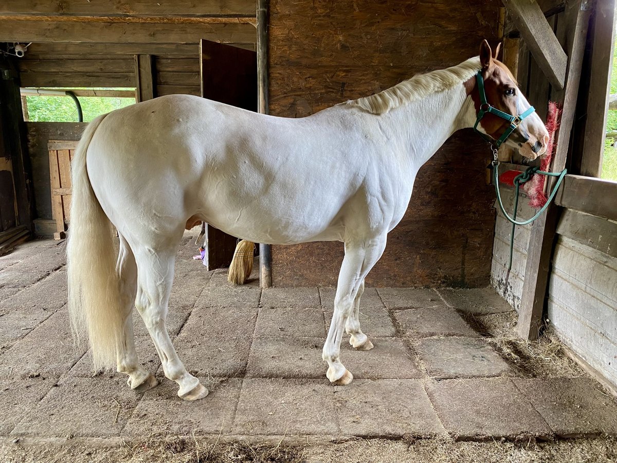 Paint Horse Mix Gelding 7 years 14,3 hh Grey in Kierspe