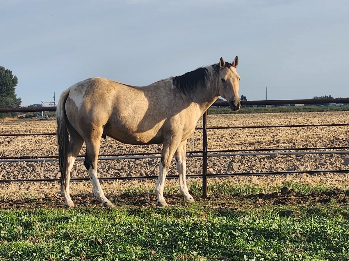 Paint Horse Gelding 7 years 15 hh Buckskin in Blackfoot, IDAHO