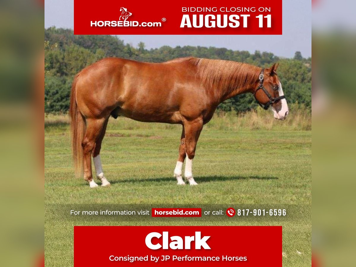 Paint Horse Gelding 7 years 15,1 hh Overo-all-colors in Weatherford, TX