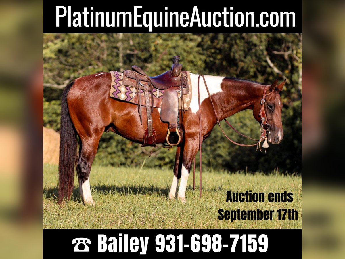 Paint Horse Gelding 8 years 14,3 hh Tobiano-all-colors in Santa Fe TN