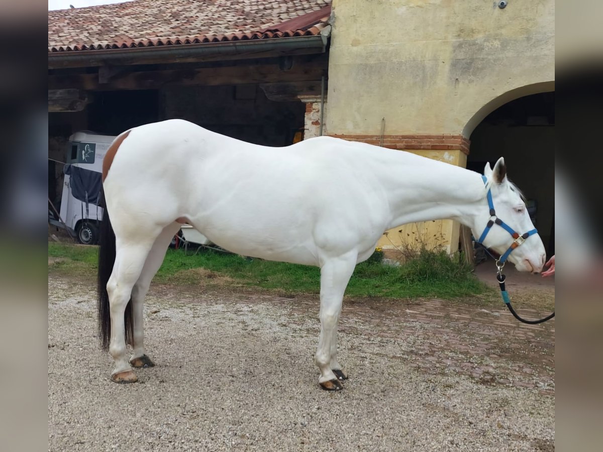 Paint Horse Gelding 8 years 16 hh Tovero-all-colors in Bagnolo