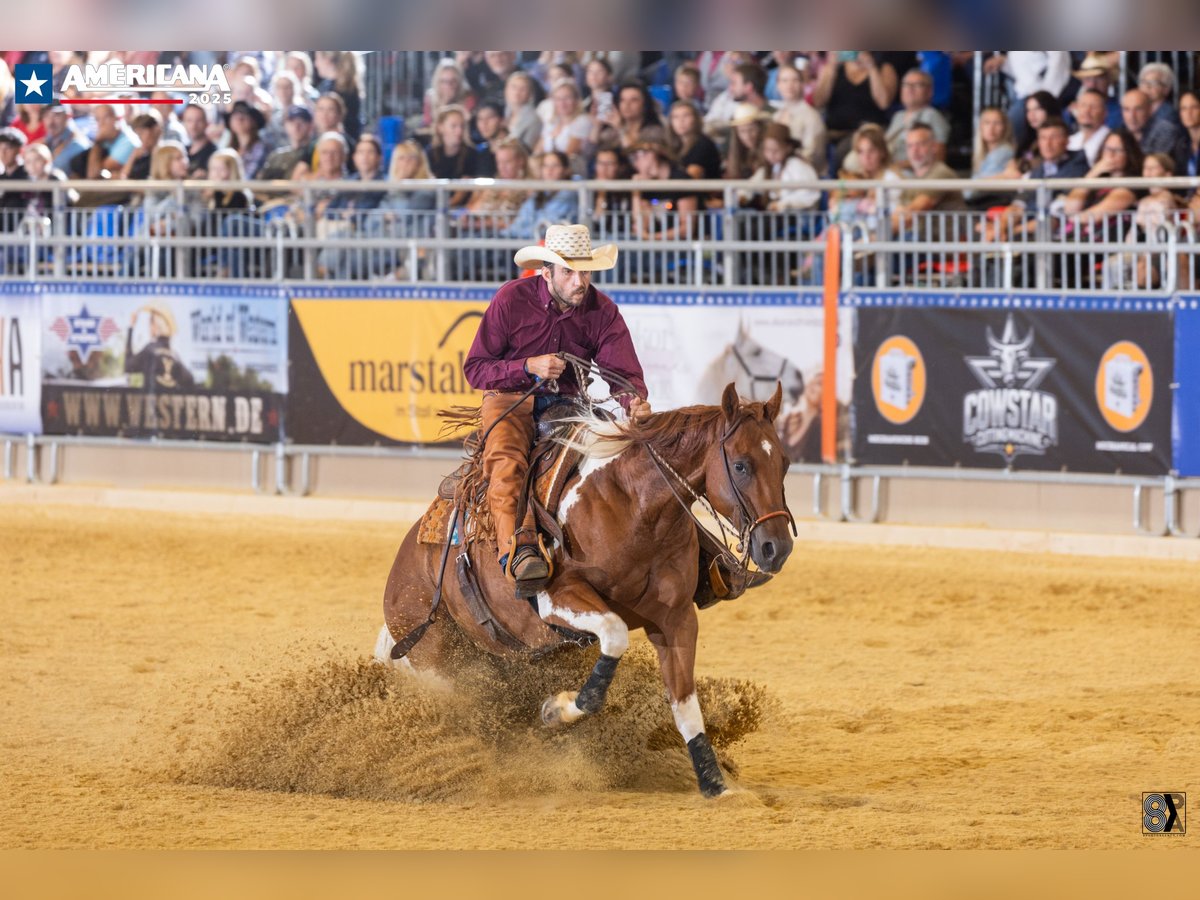 Paint Horse Gelding 8 years Tobiano-all-colors in &#x15A;wierklaniec