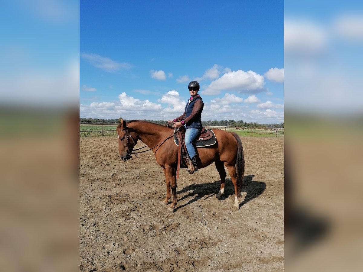 Paint Horse Gelding 9 years 14,3 hh Chestnut-Red in Biebesheim am Rhein