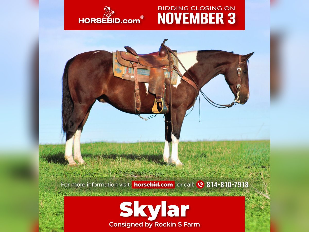 Paint Horse Mix Gelding 9 years 14,2 hh Pinto in Rebersburg Paint Horse Mix Gelding 9 years 14,2 hh Pinto in Rebersburg