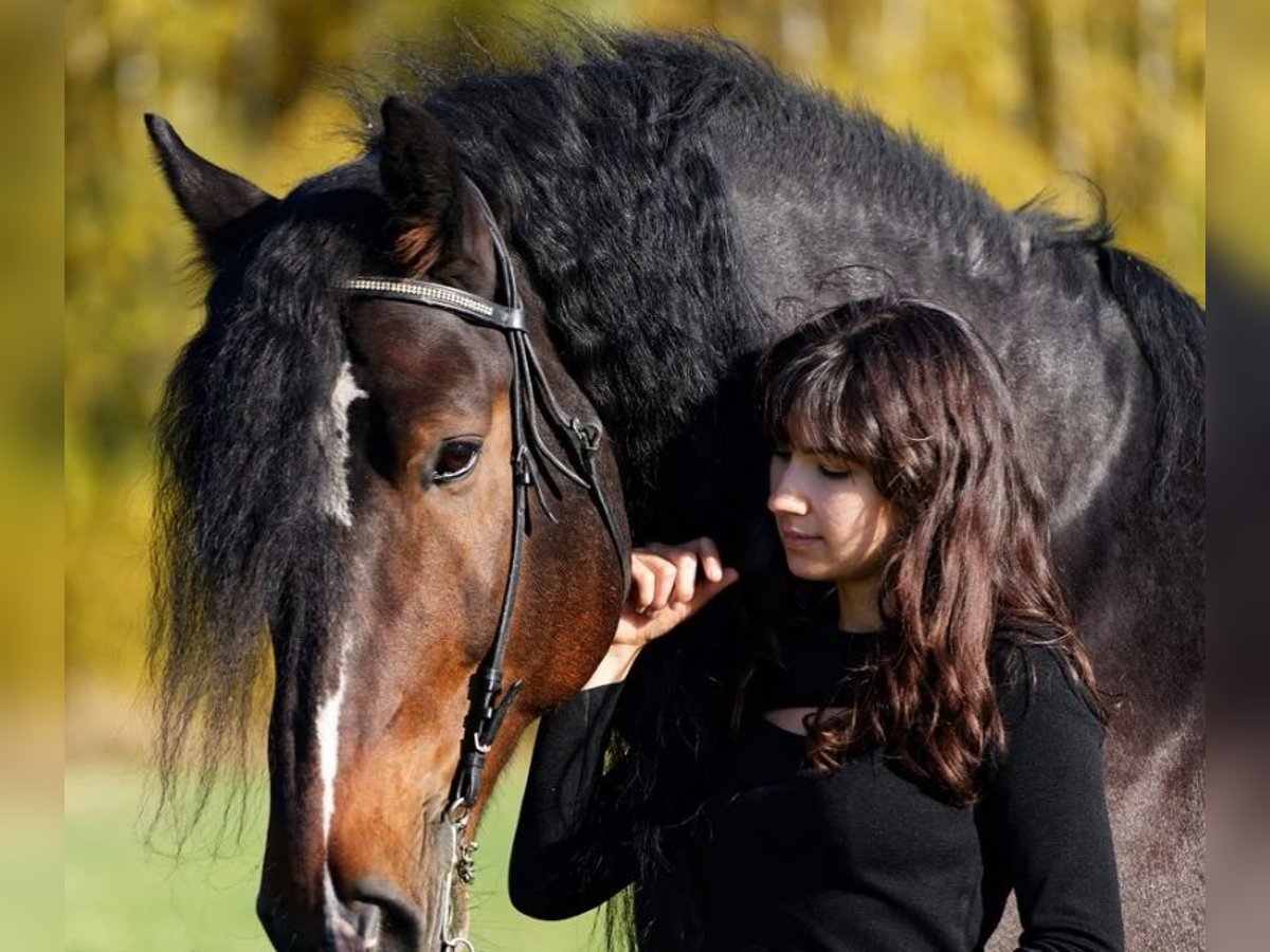 Paint Horse Giumenta 11 Anni 152 cm Baio in Austin