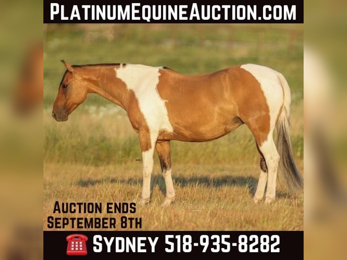 Paint Horse Giumenta 11 Anni 152 cm Falbo in Granbury TX