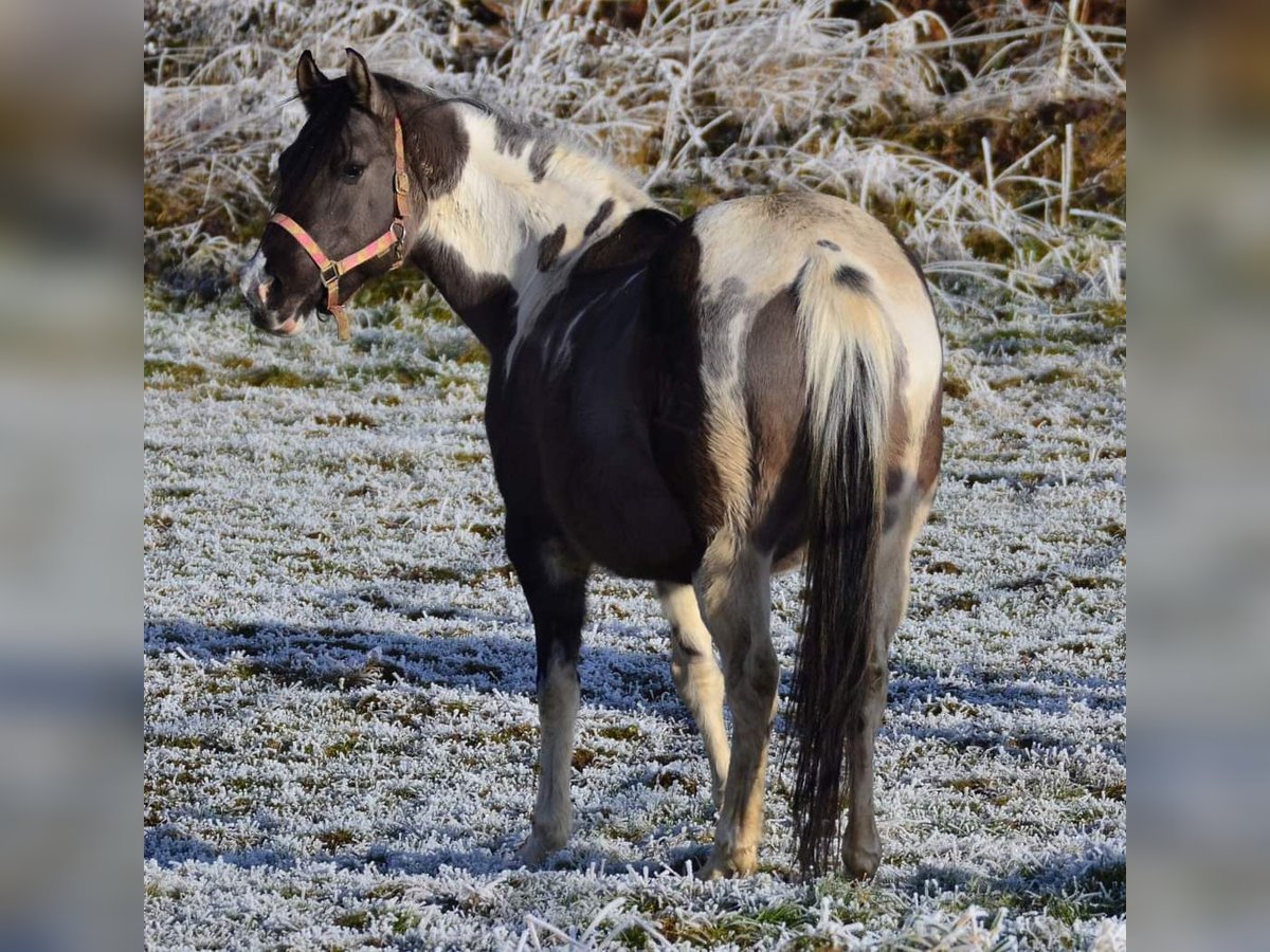 Paint Horse Giumenta 12 Anni 148 cm Grullo in Buchbach