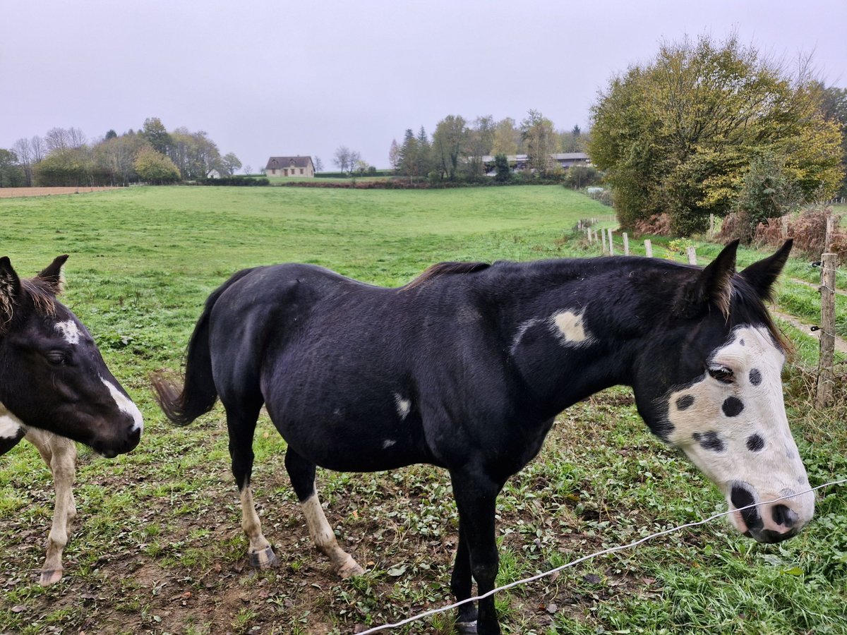 Paint Horse Giumenta 12 Anni 150 cm Morello in Meuzac