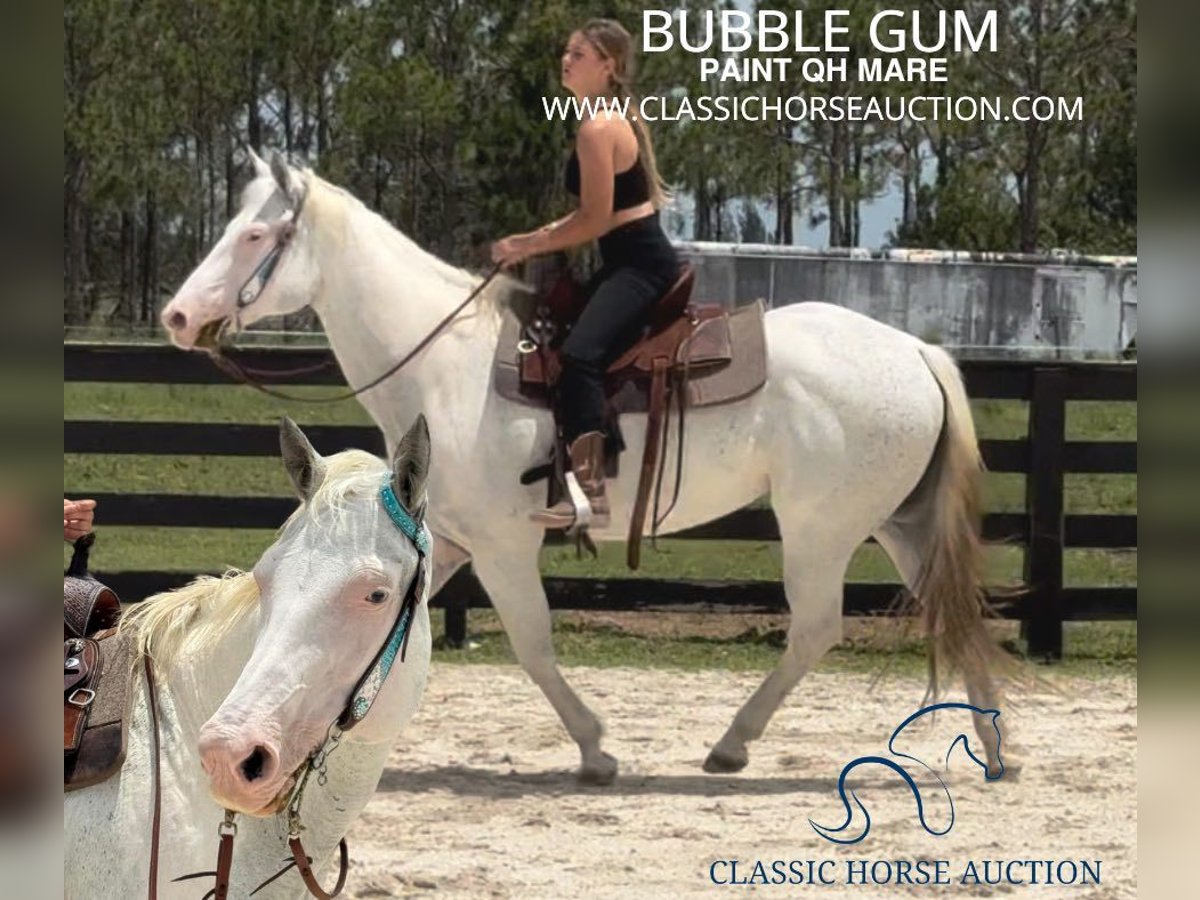 Paint Horse Giumenta 13 Anni 152 cm Grigio in Fort Pierce, FL